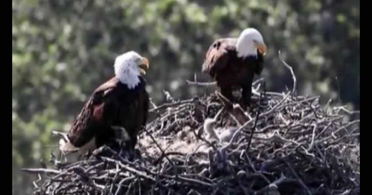 bald eagles
