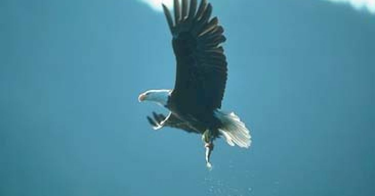 Eagle
